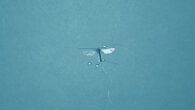 With four wings made out of carbon fiber and mylar as well as four light-weight actuators to control each wing, the Bee++ prototype is the first to fly stably in all directions. Image credit: Bena et al., doi: 10.1109/TRO.2022.3218260.