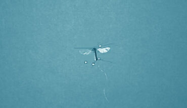 With four wings made out of carbon fiber and mylar as well as four light-weight actuators to control each wing, the Bee++ prototype is the first to fly stably in all directions. Image credit: Bena et al., doi: 10.1109/TRO.2022.3218260.
