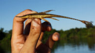 Live specimen of Sturisoma reisi from Guaporé River basin. Image credit: Willian Ohara.