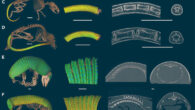 CT images of osteoderms (colorized by thickness) in (A) Acomys cahirinus, (B) Lophuromys flavopunctatus, (C) Uranomys ruddi, (D) Deomys ferruguineus, (E) Cabassous chacoensis, (F) Chlamyphorus truncatus, and (G) Egernia hosmeri. Scale bars - 10 mm. Image credit: Maden et al., doi: 10.1016/j.isci.2023.106779.