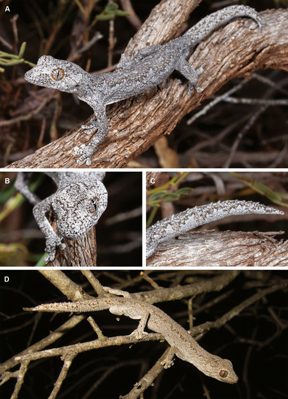 Two individuals of the lesser thorn-tailed gecko (Strophurus spinula) from Mt Gibson in Western Australia: (A) and (D) aspects of the whole body and the straight-line and broken arrangement of tubercles along the dorsolateral axis of the body; (B) the head; (C) arrangement of enlarged spines along the tail. Image credit: Anders Zimny / Ray Lloyd.