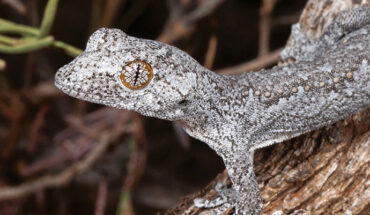 The lesser thorn-tailed gecko (Strophurus spinula) from Mt Gibson in Western Australia. Image credit: Anders Zimny / Ray Lloyd.