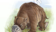 Diprotodon optatum, a distant relative of Ambulator keanei. Image credit: Nellie Pease / ARC Centre of Excellence for Australian Biodiversity and Heritage / CC BY-SA 4.0.