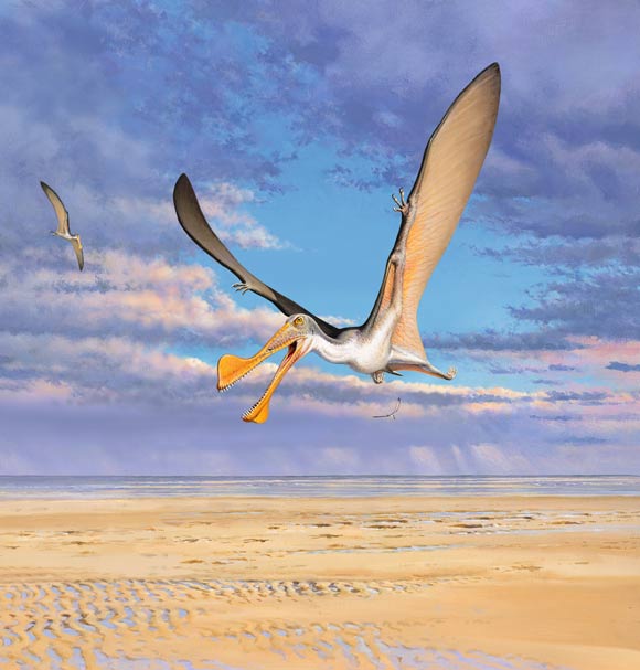 Life reconstruction of an Australian pterosaur. Image credit: Peter Trusler.