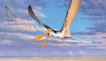 Life reconstruction of an Australian pterosaur. Image credit: Peter Trusler.
