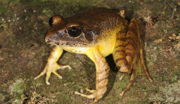 The southern stuttering frog (Mixophyes australis) at Sharpes Creek, Gloucester Top NP, Australia. Image credit: Ross Knowles.