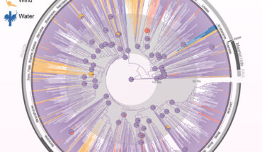 Macroevolution of pollination modes across angiosperms, showing the proportional marginal likelihood of pollination mode at the ancestral nodes for each angiosperm order. Image credit: Stephens et al., doi: 10.1111/nph.18993.