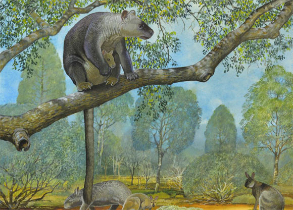 Life reconstruction of Bohra illuminata, a species of giant tree-kangaroo that lived in Nullarbor region, Australia, 250,000 years ago. Image credit: Peter Schouten.