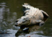 An adult American crocodile (Crocodylus acutus) at La Manzanilla, Jalisco, Mexico. Image credit: Tomás Castelazo.