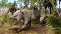 Life reconstruction of the extinct bear-dog Amphicyon ingens, a very distant relative of Eoarctos vorax. Image credit: Roman Uchytel.