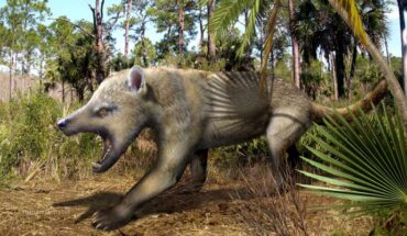 Life reconstruction of the extinct bear-dog Amphicyon ingens, a very distant relative of Eoarctos vorax. Image credit: Roman Uchytel.