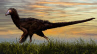 Reconstruction of the small-bodied theropod dinosaur Fukuivenator paradoxus, a sister taxon of Migmanychion laiyang. Image credit: Piotr Menshikov / Sci.News.