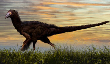 Reconstruction of the small-bodied theropod dinosaur Fukuivenator paradoxus, a sister taxon of Migmanychion laiyang. Image credit: Piotr Menshikov / Sci.News.