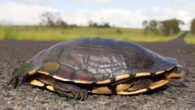 An eastern snake-necked turtle (Chelodina longicollis) peering from its shell on the road to Carnarvon Gorge, Queensland, Australia. Image credit: Damien Naidoo / CC BY-SA 3.0.