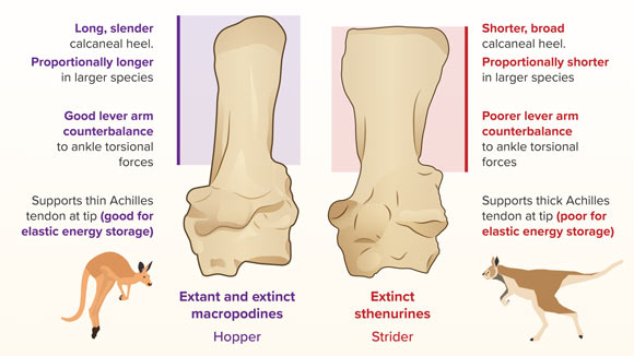 Illustration showing difference in calcaneal heels between hopper and strider. Image credit: Nuria Melisa Morales-Garcia.