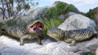 Life reconstruction of Tiliqua frangens. Image credit: Katrina Kenny.