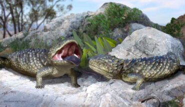 Life reconstruction of Tiliqua frangens. Image credit: Katrina Kenny.