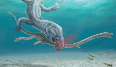 An artistic rendition of the decapitation scene of Tanystropheus hydroides. Image credit: Roc Olivé, Institut Català de Paleontologia Miquel Crusafont / FECYT.