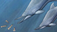 An artist’s impression of Nihohae matakoi. Image credit: Daniel Verhelst.