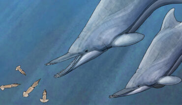 An artist’s impression of Nihohae matakoi. Image credit: Daniel Verhelst.