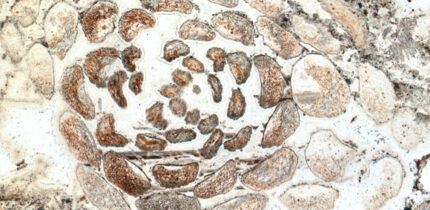 Spiral arranged leaves can be identified at the shoot tip of Asteroxylon mackiei. Image credit: Turner et al., doi: 10.1126/science.adg4014.