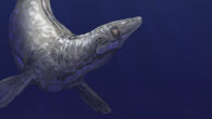 Life reconstruction of the mosasaur Plioplatecarpus, a distant relative of Sarabosaurus dahli. Image credit: Sci.News / Dmitry Bogdanov.