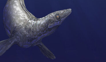 Life reconstruction of the mosasaur Plioplatecarpus, a distant relative of Sarabosaurus dahli. Image credit: Sci.News / Dmitry Bogdanov.