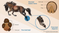 Plantar (underneath) view of feet of a four-toed tapir (left) and a one-toed horse (right). In the middle, a reconstruction of the extinct three-toed horse Hipparion. Image credit: Nuria Melisa Morales-García / Karolina Suchan-Okulska.