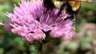 The rusty patched bumblebee (Bombus affinis). Image credit: Trisha Leaf / CC BY 4.0.