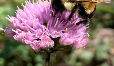 The rusty patched bumblebee (Bombus affinis). Image credit: Trisha Leaf / CC BY 4.0.