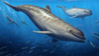 Life reconstruction of Olympicetus thalassodon pursuing a school of fishes alongside plotopterid birds (background) somewhere in the eastern North Pacific Ocean. Image credit: Cullen Townsend.