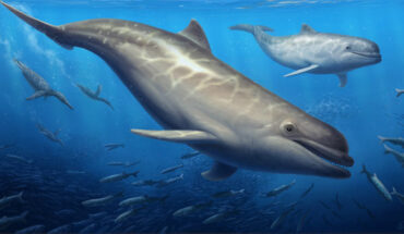 Life reconstruction of Olympicetus thalassodon pursuing a school of fishes alongside plotopterid birds (background) somewhere in the eastern North Pacific Ocean. Image credit: Cullen Townsend.
