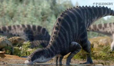 Gonkoken nanoi. Image credit: Gabriel Diaz Yantén (Paleogdy).