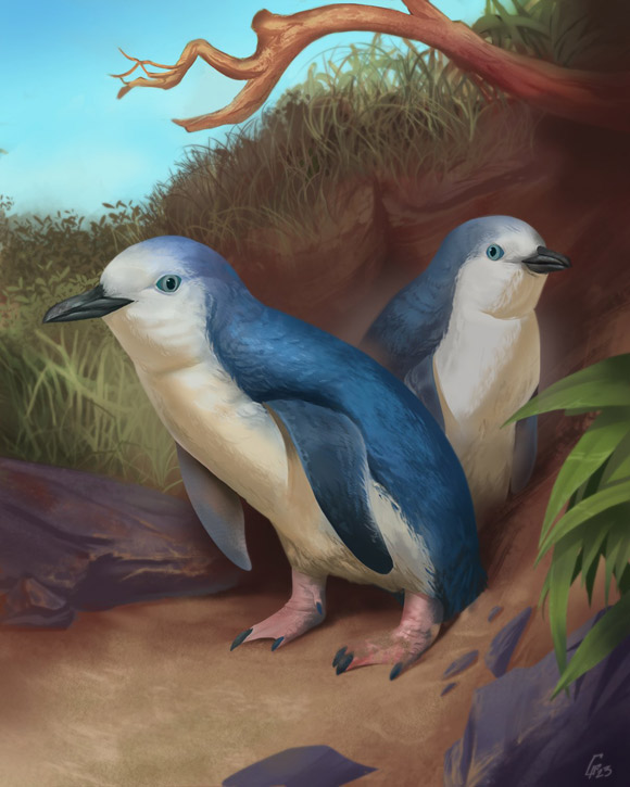 The Wilson’s little penguin (Eudyptula wilsonae). Image credit: Simone Giovanardi.