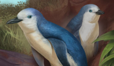 The Wilson’s little penguin (Eudyptula wilsonae). Image credit: Simone Giovanardi.