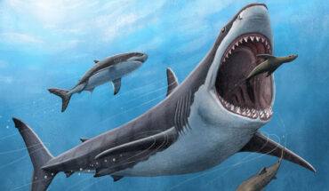 Otodus megalodon went extinct 3.6 million years ago. Image credit: Alex Boersma / PNAS.