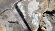 Jurassic bone fragments (white) in gray-tan, sandy limestone matrix; rock hammer for scale. Image credit: May et al., doi: 10.24872/rmgjournal.58.1.19.