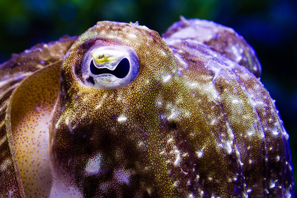 The common cuttlefish (Sepia officinalis). Image credit: Stephan Junek, Max Planck Institute for Brain Research.