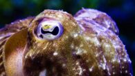 The common cuttlefish (Sepia officinalis). Image credit: Stephan Junek, Max Planck Institute for Brain Research.