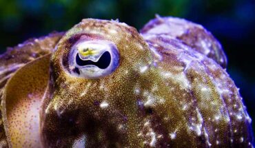 The common cuttlefish (Sepia officinalis). Image credit: Stephan Junek, Max Planck Institute for Brain Research.
