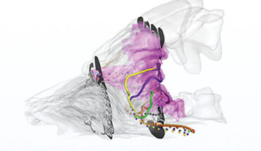 A snapshot of parallel trajectories of odor particles in the cat olfactory region (colored dots). Image credit: Wu et al., doi: 10.1371/journal.pcbi.1011119.