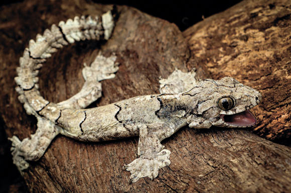 The Mizoram parachute gecko (Gekko mizoramensis). Image credit: Lal Muansanga.