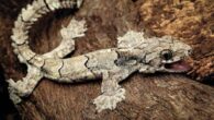 The Mizoram parachute gecko (Gekko mizoramensis). Image credit: Lal Muansanga.