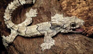 The Mizoram parachute gecko (Gekko mizoramensis). Image credit: Lal Muansanga.