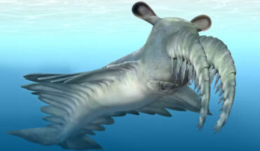 Life reconstruction of Anomalocaris. Image credit: Katrina Kenny.