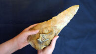 The 300,000-year-old ‘giant handaxe’ from the Maritime Academy site in Frindsbury, Kent, England. Image credit: Ingrey et al., doi: 10.11141/ia.61.6.