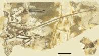 Primary sequential molt in Microraptor; the arrow indicates the location of the molt-related gap within the primary feathers. Scale bar - 10 cm. Image credit: Y. Kiat & J.K. O’Connor, doi: 10.1038/s42003-023-05048-x.