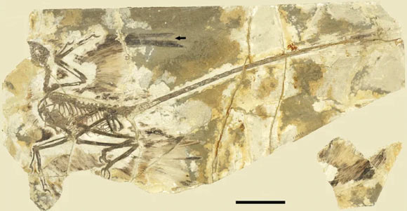 Primary sequential molt in Microraptor; the arrow indicates the location of the molt-related gap within the primary feathers. Scale bar - 10 cm. Image credit: Y. Kiat & J.K. O’Connor, doi: 10.1038/s42003-023-05048-x.