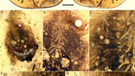 A small piece of Burmese amber preserving feathers interpreted as belonging to a juvenile enantiornithine bird: (A) amber with the dorsal surface of the feather cluster exposed; (B) ventral surface exposed; (C) close up of the ventral surface (region marked in B); (D) close up of the ventral surface region marked in (C); (E) close up of the ventral surface region marked in (D); (F) close up of the dorsal surface marked in (A, larger rectangle); (G) close up of the dorsal surface marked in (A, smaller rectangle). Dotted lines indicate desiccation surfaces. Scale bars - 0.5 mm in (A, B, D and F), 0.1 mm in (C); 0.3 mm in (E); and 0.2 mm in (G). Anatomical abbreviations: ipl - immature plumaceous feather; ipn - immature pennaceous feather; ks - keratinous sheath; pf - probable filamentous ‘protofeathers.’ Image credit: O’Connor et al., doi: 10.1016/j.cretres.2023.105572.