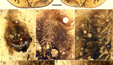 A small piece of Burmese amber preserving feathers interpreted as belonging to a juvenile enantiornithine bird: (A) amber with the dorsal surface of the feather cluster exposed; (B) ventral surface exposed; (C) close up of the ventral surface (region marked in B); (D) close up of the ventral surface region marked in (C); (E) close up of the ventral surface region marked in (D); (F) close up of the dorsal surface marked in (A, larger rectangle); (G) close up of the dorsal surface marked in (A, smaller rectangle). Dotted lines indicate desiccation surfaces. Scale bars - 0.5 mm in (A, B, D and F), 0.1 mm in (C); 0.3 mm in (E); and 0.2 mm in (G). Anatomical abbreviations: ipl - immature plumaceous feather; ipn - immature pennaceous feather; ks - keratinous sheath; pf - probable filamentous ‘protofeathers.’ Image credit: O’Connor et al., doi: 10.1016/j.cretres.2023.105572.